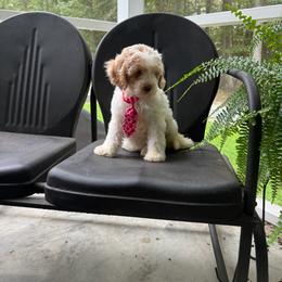 Fernando - Cream male Labradoodle puppy in Camden, North Carolina from Oopsie Doodles of NC