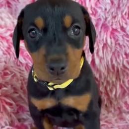 Girl 4 - female Doberman Pinscher puppy in Centralia, Missouri from TopSpots Farm
