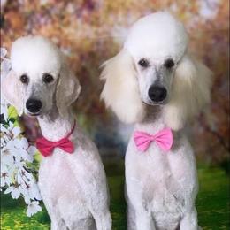 Poodle Puppies from Barbi's Standards