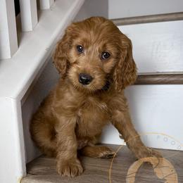 Asiago - Red  male Goldendoodle puppy in Murrieta, California from Apricot Poodles & Goldendoodles, LLC