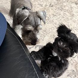 Miniature Schnauzer Puppies from Hardcastle Family Schnauzer’s