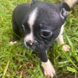 Jerry - Black and white male Boston Terrier puppy in Spartanburg, South Carolina from Sassy Pap Farms