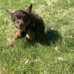 Earl - Red tri-color Aussiedoodle puppy in Tonopah, Arizona from Lazy T9 Ranch