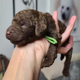 Green collar - Brown male Poodle puppy in Colorado Springs, Colorado from Silly's Standard Poodles