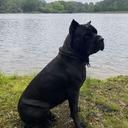 Max - Cane Corso