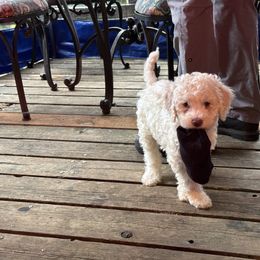 Cupid - White Lagotto Romagnolo puppy in Westlake, Oregon from Premier Truffles