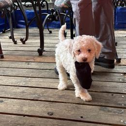 Cupid - White Lagotto Romagnolo puppy in Westlake, Oregon from Premier Truffles