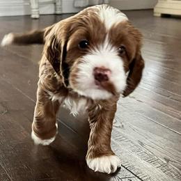 Rudy - Red  male Goldendoodle puppy in Apopka, Florida from The Classic Doodle