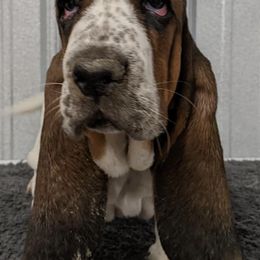 Basset Hounds and Pembroke Welsh Corgis from 4 Sail Quarter Horses and Corgis