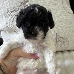 Forest ( tiny toy ) - Parti male Poodle puppy in Fredericktown, Missouri from Doodle Pups Fur-Ever
