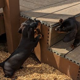 Dachshund Puppies from Knox Ridge Dachshunds