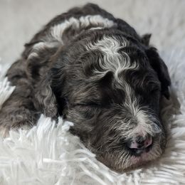 Aussiedoodles, Bernedoodles, Cavapoos, Goldendoodles, and Poodles from Southern Utah Doodles & Poodles