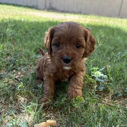 Apple - Red female Cavapoo puppy in Glendale, Arizona from Dashing Dogs