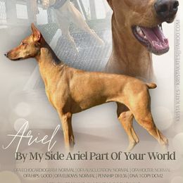 Ariel - Doberman Pinscher