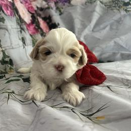 Huey - Gold and white male Shih Tzu puppy in Manquin, Virginia from Koda Bears Cubs
