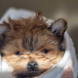 Biewer Terrier, Yorkipoo, and Yorkshire Terrier Puppies from Tiny Paws Luxury Pets
