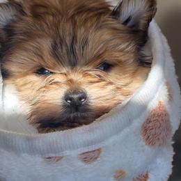 Biewer Terrier, Yorkipoo, and Yorkshire Terrier Puppies from Tiny Paws Luxury Pets