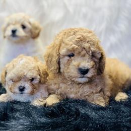 Cavalier King Charles Spaniel and Cavapoo Puppies from Northern’s Cute Cuddly Cava poo’s and Cavaliers