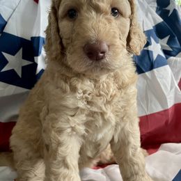 Assorted Doodle Crosses, Goldendoodle, and Poodle Puppies from Kava Kennels