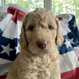 Assorted Doodle Crosses, Goldendoodle, and Poodle Puppies from Kava Kennels
