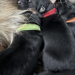 German Shepherd Puppies from Zwinger vom Schneider Wald