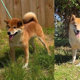 Shiba Inu puppies from Diwasou