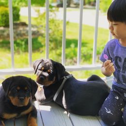 Rottweiler Puppies from vom Brismore Rottweilers