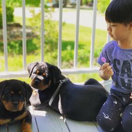 Rottweiler Puppies from vom Brismore Rottweilers