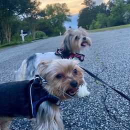 Shih Tzu and Yorkshire Terrier All Grown Up from Empire Yorkies