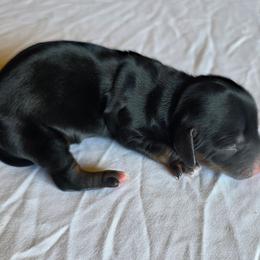 Girl 4 - Black and tan female Dachshund puppy in Fallon, Nevada from Butterbean Dachshunds