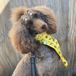 Poodles from Diamond C Standard Poodles