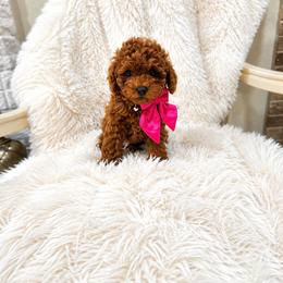 Biscuit - Red  female Poodle puppy in Midway City, California from Rapture Red Poodles