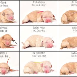 Goldendoodle Puppies from Dew Drop Doodles