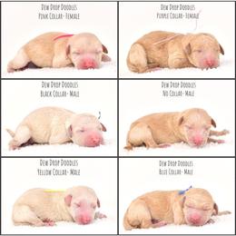 Goldendoodle Puppies from Dew Drop Doodles