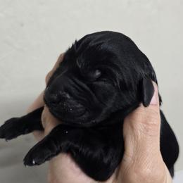 Lime Green collar boy - Black male Giant Schnauzer puppy in Billings (Bil), Montana from Kaiser's Giants