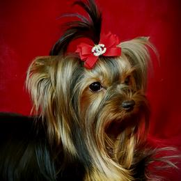 Nika - Yorkshire Terrier