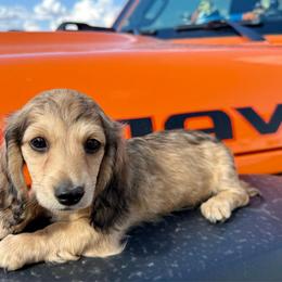 King - Cream male Dachshund puppy in Deming, New Mexico from FoxieDoxies of New Mexico