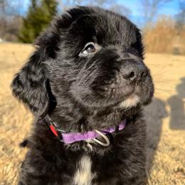 Girl 1 - AKC Registered Purple - Black female Newfoundland puppy in Marshall, Missouri from Majestic Gentle Giants