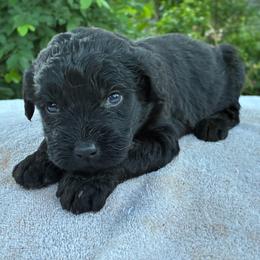 Vincent - Black male Goldendoodle puppy in Oklahoma City, Oklahoma from Foneb Farm - The F1B Farm