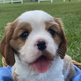 Loddy - Blenheim male Cavalier King Charles Spaniel puppy in Broxton, Georgia from Cavalier & Co.