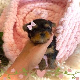 Maltese and Yorkshire Terrier Puppies from tatortot pup