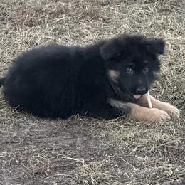 Trixie yellow - Black and red female German Shepherd puppy in Herrick, South Dakota from Dakota Shepherds Kennels