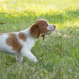 Brittany Puppies from Sandstone Brittanys