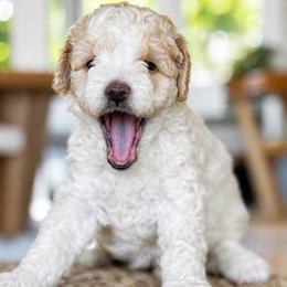 Steven - White male Cavapoo puppy in Yuciapa, California from AlltheDoodlez_