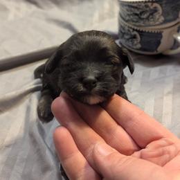 Dexter - Black male Havanese puppy in Zanesville, Ohio from Charlotte Landry