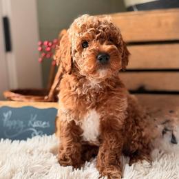 Vinnie - Red  male Goldendoodle puppy in Oxford, Pennsylvania from FriendlyPals