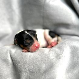 Scotty - Tri-color male Cavalier King Charles Spaniel puppy in Festus, Missouri from Team Turner Cavalier King Charles Spaniels