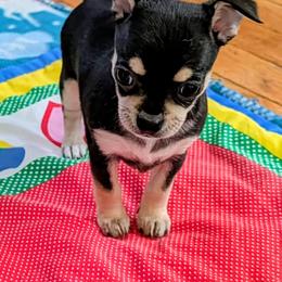 Rosalynn - Black and tan female Chihuahua puppy in Leominster, Massachusetts from House of Lil  Paw