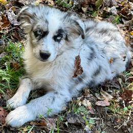 Cosmo - Blue merle male Miniature Australian Shepherd puppy in Patterson, North Carolina from DreamLine Aussies