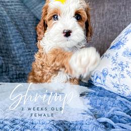 Shrimp - Red  female Goldendoodle puppy in Garden Grove, California from Sunkissed Doodles